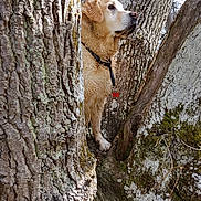 Gaîa participe au concours pour gagner de l'argent avec cette photo : adventure, branch, canidae, carnivore, companion_dog, dog, dog_breed, fawn, golden_retriever, labrador_retriever, mammal, plant, retriever, snout, sporting_group, tree, trunk, vertebrate