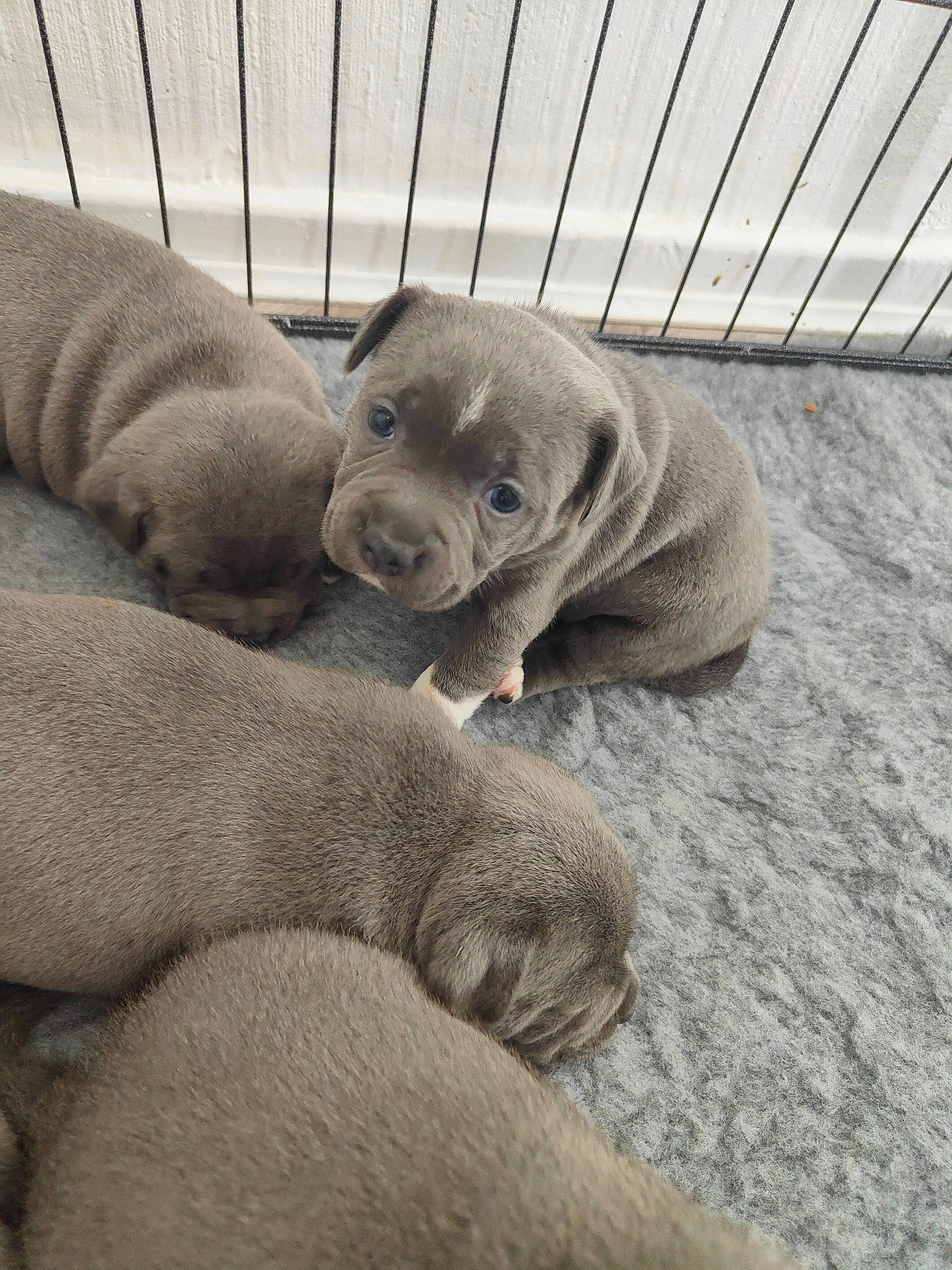 Sasha is registered to the contest to win money with this photo: canidae, carnivore, comfort, companion_dog, dog, dog_breed, fawn, fence, fur, grey, nap, paw, snout, sporting_group, terrestrial_animal, whiskers, wildlife, wood, working_animal, wrinkle