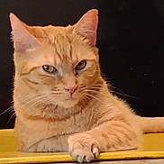 Yoda is registered to the contest to win money with this photo: cat, orange_tabby, paw, resting, serious_expression, feline, indoor, yellow_surface, dark_background, whiskers, ears, fur, animal, pet, cute, portrait, closeup, relaxed, looking_at_camera, domestic_cat