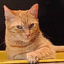 cat, orange_tabby, paw, resting, serious_expression, feline, indoor, yellow_surface, dark_background, whiskers, ears, fur, animal, pet, cute, portrait, closeup, relaxed, looking_at_camera, domestic_cat