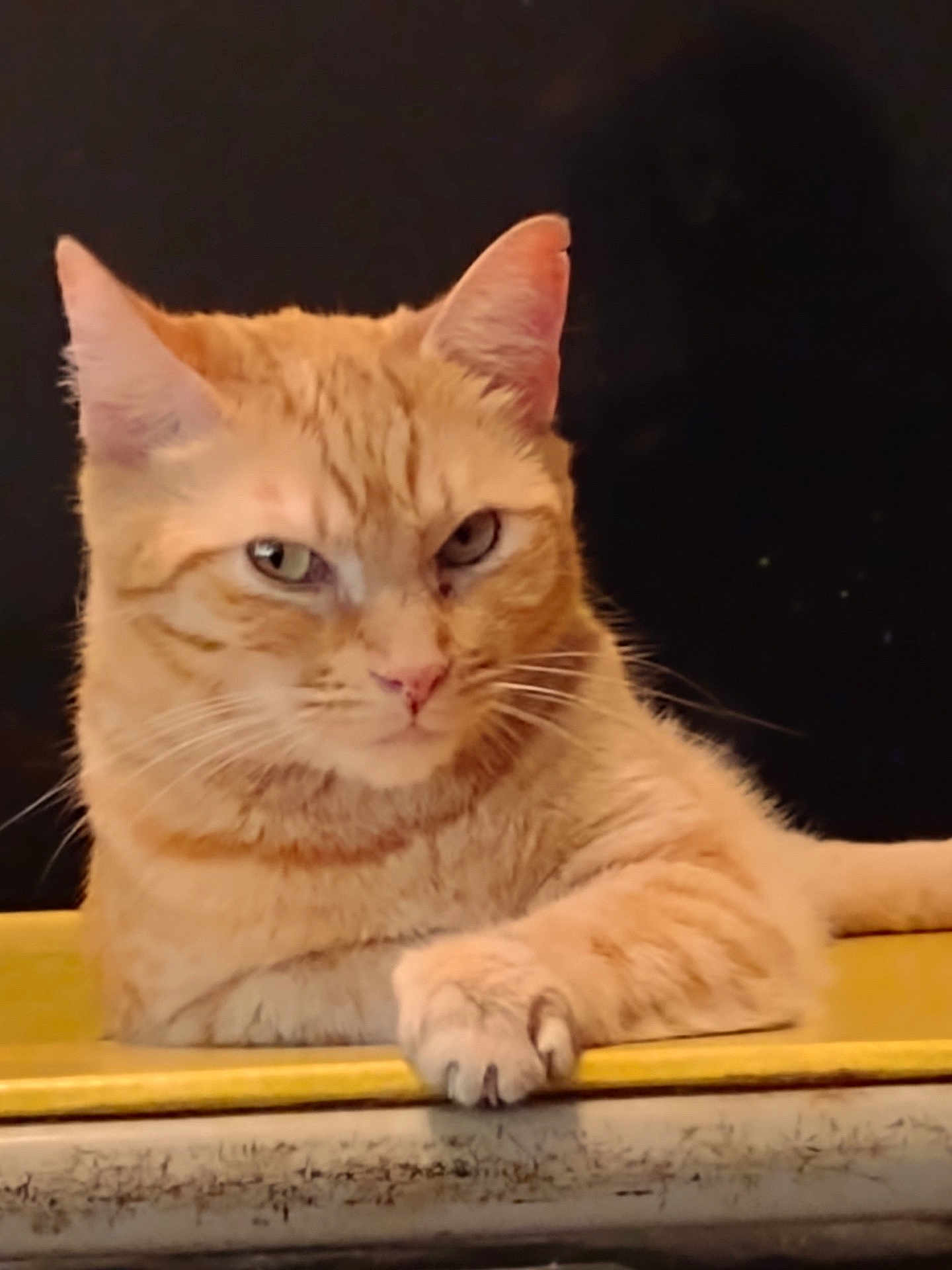 Yoda