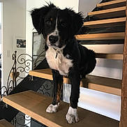 Modjo participe au concours pour gagner de l'argent avec cette photo : dog, staircase, wood, black_and_white, pet, indoors, home, stairs, animal, curious, looking, ears, fur, collar, expression, face, paw, modern, interior, light