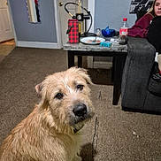 Hennessy joined the competition — help win amazing prizes! bottle, brown_dog, carpet, carpet_stain, casual, couch, dog, door, furniture, household, indoor, lamp, living_room, mirror, person, pet, plate, relaxed, seated_person, table