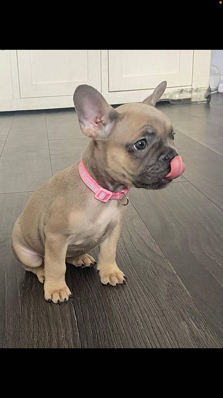 Flossy is registered to the contest to win money with this photo: bulldog, canidae, carnivore, collar, companion_dog, dog, dog_breed, dog_collar, ear, fawn, flooring, fur, leash, pet_supply, snout, sporting_group, terrestrial_animal, toy_dog, whiskers, working_animal