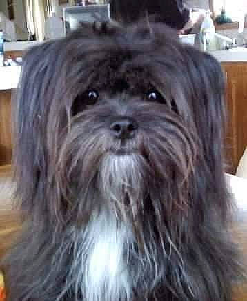 Chad-o is registered to the contest to win money with this photo: canidae, carnivore, companion_dog, dog, dog_breed, flooring, fur, hardwood, liver, maltepoo, non_sporting_group, shih_poo, shih_tzu, small_terrier, snout, sporting_group, terrestrial_animal, terrier, toy_dog, working_animal