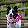 Sia participe au concours pour gagner de l'argent avec cette photo : animal_photography, backyard, black_and_white, black_fur, border_collie, dog, floppy_ears, greenery, happy, long_fur, open_mouth, outdoor, pet, pink_bandana, pointed_ears, portrait, rustic_fence, smiling, watermark, white_fur