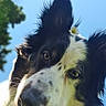 Sia a rejoint le concours — aidez-le/la à gagner de superbes lots ! black_and_white, blue_sky, border_collie, close_up, cute, daisy, dog, eyes, face, flower, fur, long_hair, nature, nose, outdoor, photography, portrait, sky, sunlight, windblown
