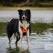 Stitch a rejoint le concours — aidez-le/la à gagner de superbes lots ! animal_portrait, black_and_white, border_collie, daylight, dog, fluffy, happy, lake, life_jacket, nature, open_mouth, orange_vest, outdoors, photography, reflection, ripples, shoreline, standing, water, wet_fur
