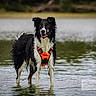 animal_portrait, black_and_white, border_collie, daylight, dog, fluffy, happy, lake, life_jacket, nature, open_mouth, orange_vest, outdoors, photography, reflection, ripples, shoreline, standing, water, wet_fur