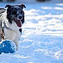 Stitch participe au concours pour gagner de l'argent avec cette photo : active, animal, ball, black_and_white, border_collie, canine, cold, daylight, dog, field, fur, happy, nature, outdoor, pet, playful, snow, snowy_landscape, tongue_out, winter