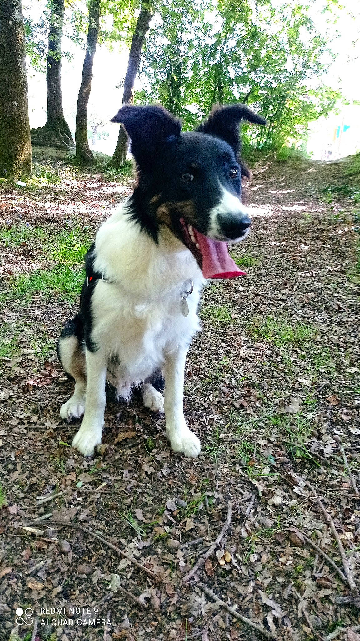 Stitch participe au concours pour gagner de l'argent avec cette photo : borador, border_collie, carnivore, collar, companion_dog, dog, dog_breed, dog_collar, grass, gun_dog, herding_dog, mcnab, plant, recreation, soil, sporting_group, tail, tree, working_animal, working_dog