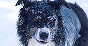 Stitch participe au concours pour gagner de l'argent avec cette photo : animal, black_and_white, canine, close_up, coat, cold, dog, ears, frost, fur, intense_gaze, muzzle, nature, outdoor, pet, portrait, snow, snow_covered, winter, winter_clothing