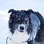 Stitch participe au concours pour gagner de l'argent avec cette photo : animal, black_and_white, canine, close_up, coat, cold, dog, ears, frost, fur, intense_gaze, muzzle, nature, outdoor, pet, portrait, snow, snow_covered, winter, winter_clothing