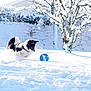 active, animal, black_and_white, blue_ball, canine, cold, daylight, dog, fence, fur, nature, outdoor, park, pet, playful, snow, snowflakes, snowy, trees, winter