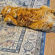 Ollie is registered to the contest to win money with this photo: animal, cat, cozy, cute, domestic_animal, feline, fluffy, fur, home, indoor, lying_down, orange_cat, patterned_rug, paw, pet, relaxed, resting, rug, sleepy, wooden_floor