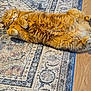 animal, cat, cozy, cute, domestic_animal, feline, fluffy, fur, home, indoor, lying_down, orange_cat, patterned_rug, paw, pet, relaxed, resting, rug, sleepy, wooden_floor