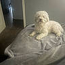 Chico is registered to the contest to win money with this photo: animal, blanket, carpet, chair, cozy, curly_fur, dog, domestic_animal, doorway, floor, fur, gray_blanket, hallway, indoor, lying_down, pet, relaxed, resting, wall, white_dog