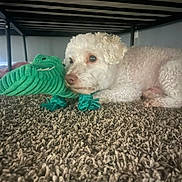Chico is registered to the contest to win money with this photo: dog, white_dog, plush_toy, green_toy, alligator_toy, carpet, indoor, bed_frame, pet, lying_down, curly_fur, cozy, home, floor, animal, cute, toy, resting, companion, small_dog