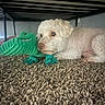 dog, white_dog, plush_toy, green_toy, alligator_toy, carpet, indoor, bed_frame, pet, lying_down, curly_fur, cozy, home, floor, animal, cute, toy, resting, companion, small_dog