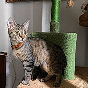 Chouchouna participe au concours pour gagner de l'argent avec cette photo : cat, tabby, indoor, cat_tree, curious, yellow_eyes, feline, pet, collar, fur, whiskers, ears, claws, standing, texture, carpeted, furniture, decor, wall_hanging, animal