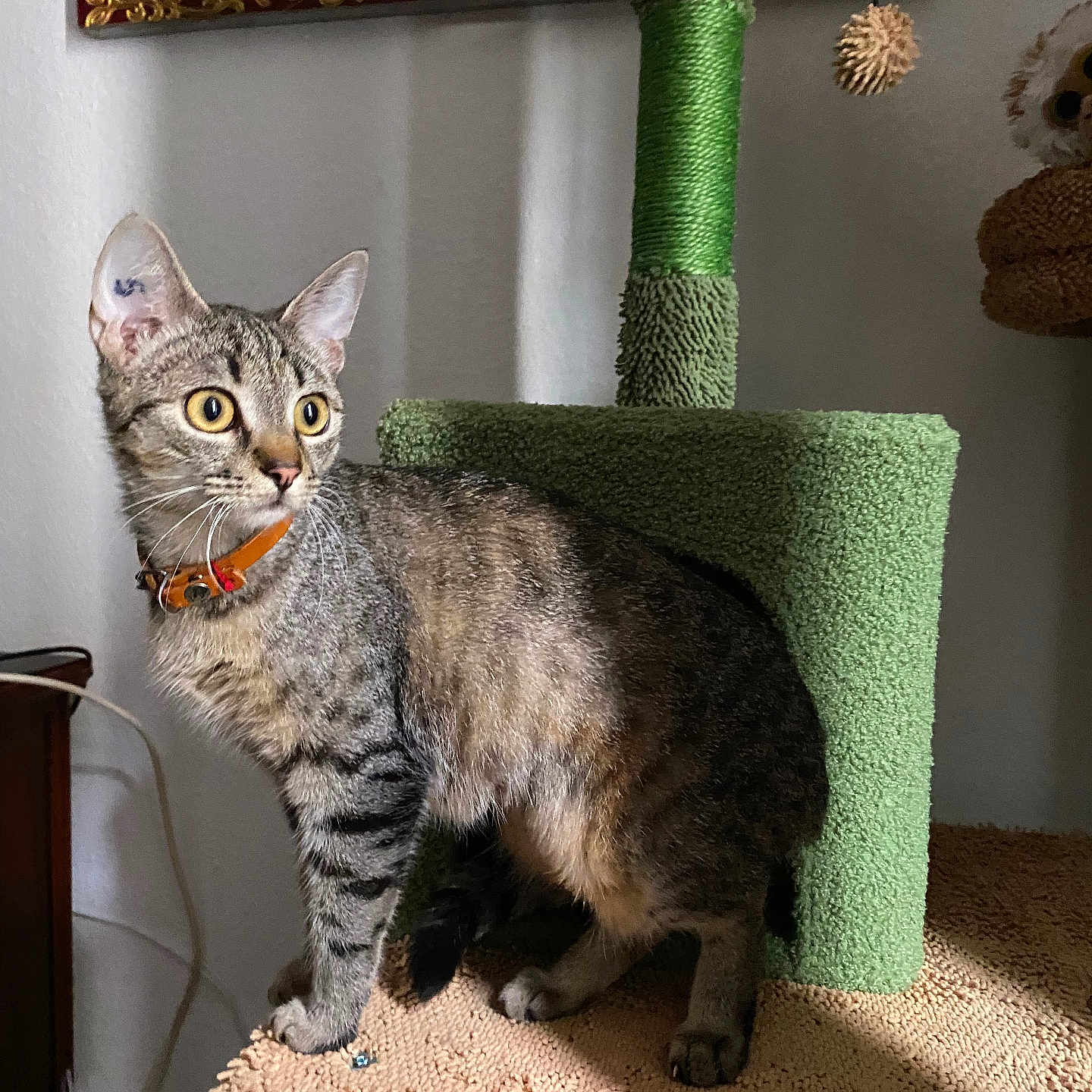 Chouchouna participe au concours pour gagner de l'argent avec cette photo : animal, carpeted, cat, cat_tree, claws, collar, curious, decor, ears, feline, fur, furniture, indoor, pet, standing, tabby, texture, wall_hanging, whiskers, yellow_eyes