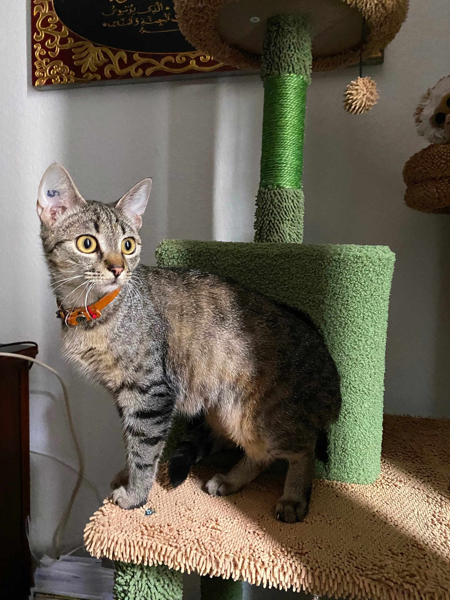 Chouchouna participe au concours pour gagner de l'argent avec cette photo : cat, tabby, indoor, cat_tree, curious, yellow_eyes, feline, pet, collar, fur, whiskers, ears, claws, standing, texture, carpeted, furniture, decor, wall_hanging, animal