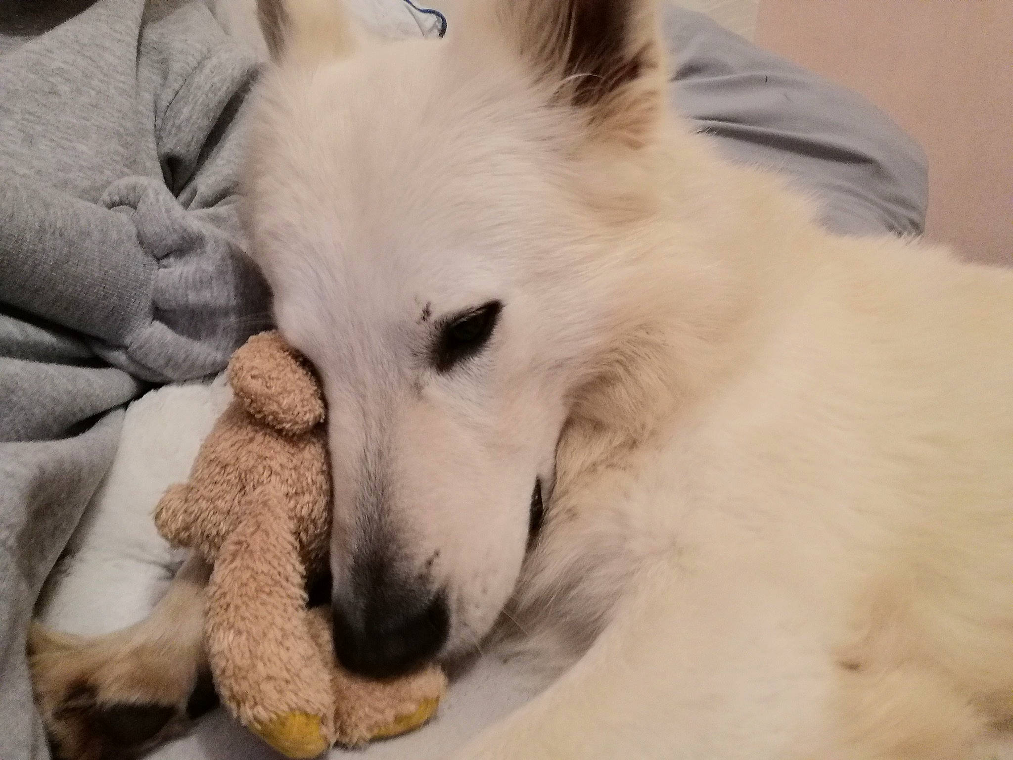 Bucky participe au concours pour gagner de l'argent avec cette photo : american_eskimo_dog, berger_blanc_suisse, canidae, carnivore, companion_dog, dog, dog_breed, japanese_spitz, mammal, non_sporting_group, nose, puppy, rare_breed_dog, samoyed, snout, vertebrate, white_shepherd