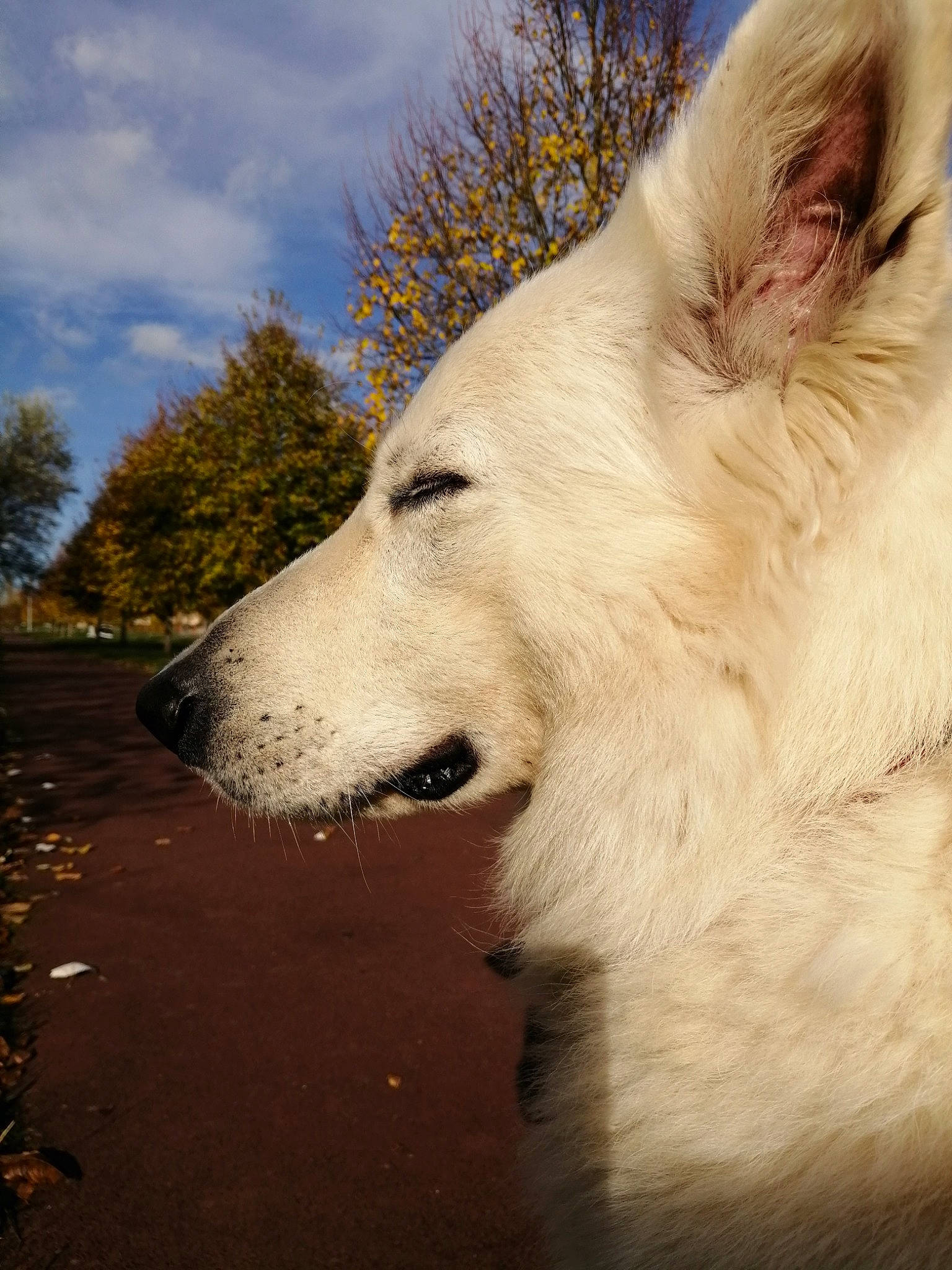 Bucky participe au concours pour gagner de l'argent avec cette photo : american_eskimo_dog, berger_blanc_suisse, canidae, carnivore, dog, dog_breed, herding_dog, mammal, nose, snout, vertebrate, white_shepherd