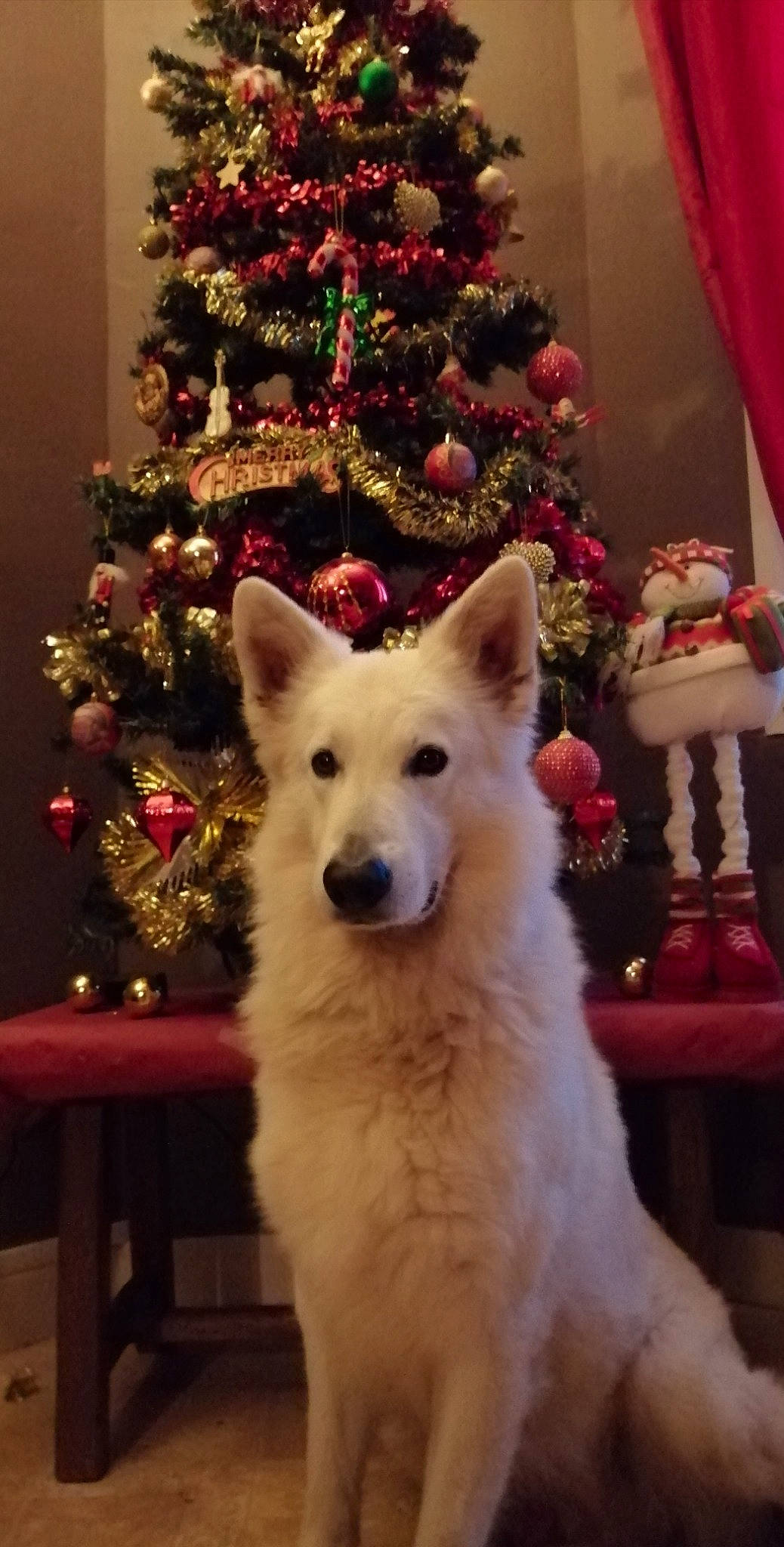 Bucky a rejoint le concours — aidez-le/la à gagner de superbes lots ! berger_blanc_suisse, canidae, carnivore, dog, dog_breed, indian_spitz, korean_jindo_dog, mammal, non_sporting_group, norwegian_buhund, pungsan_dog, samoyed, vertebrate, white_shepherd