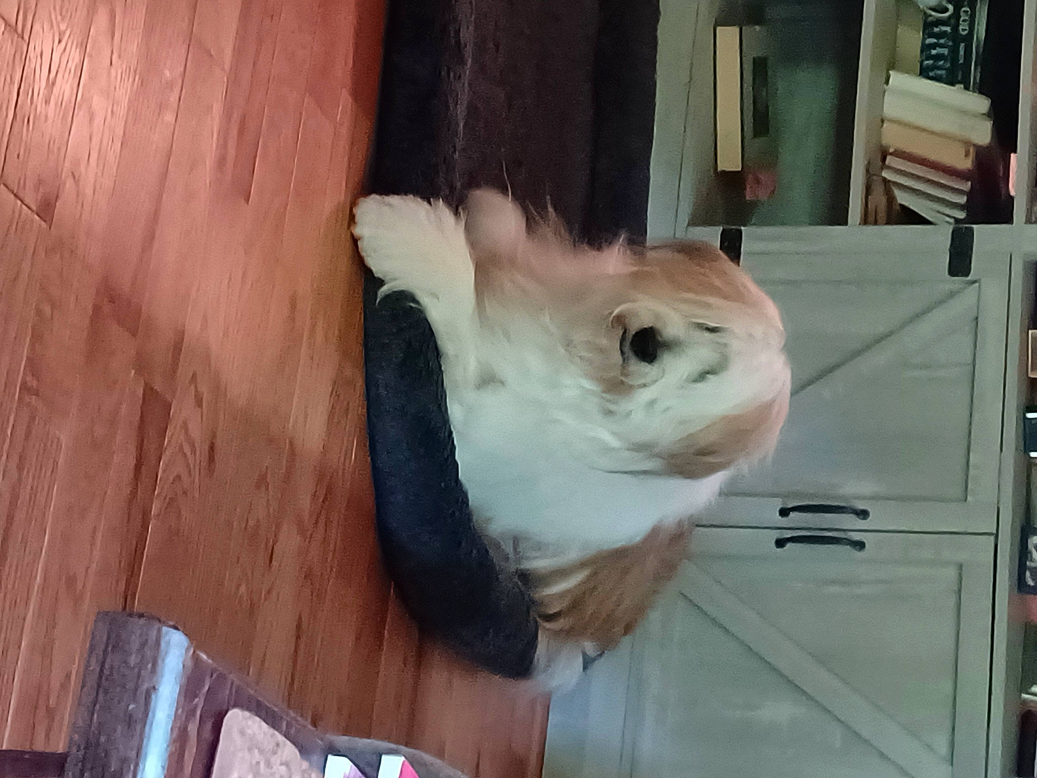 Gracie is registered to the contest to win money with this photo: canidae, carnivore, cockatoo, companion_dog, dog, dog_breed, eye, fawn, felidae, flooring, fur, hardwood, small_to_medium_sized_cats, snout, sporting_group, toy_dog, whiskers, wood, wood_stain, working_animal