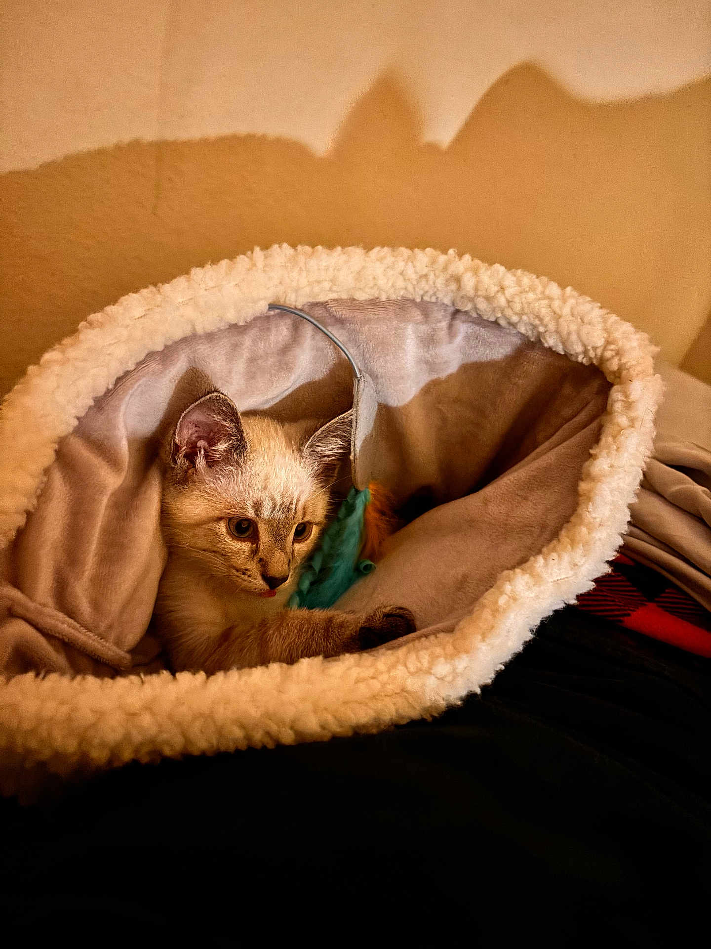 Comet joined the competition — help win amazing prizes! kitten, cat, pet, toy, feather, bed, blanket, cozy, soft, indoor, warm_lighting, fur, cute, animal, playful, resting, curious, small, comfort, feline