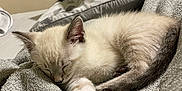 Comet is registered to the contest to win money with this photo: kitten, sleeping, cat, furry, cozy, blanket, pillows, indoor, resting, cute, pet, fur, relaxation, animal, small, domestic, soft, peaceful, mammal, comfort