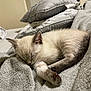 kitten, sleeping, cat, furry, cozy, blanket, pillows, indoor, resting, cute, pet, fur, relaxation, animal, small, domestic, soft, peaceful, mammal, comfort
