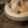 Comet is registered to the contest to win money with this photo: kitten, cat, sleeping, pet_bed, plush_toy, soft_toy, cozy, indoor, floor, wooden_floor, resting, animal, feline, cute, small, young, fur, ears, closed_eyes, home