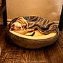 Comet is registered to the contest to win money with this photo: kitten, cat, sleeping, pet_bed, cozy, plush, gray, cream, wooden_floor, indoor, wall, curled_up, relaxed, cute, small, feline, resting, fur, animal, quiet