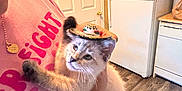 Comet is registered to the contest to win money with this photo: kitten, person, indoor, kitchen, refrigerator, flooring, sombrero, hat, cute, pet, animal, holding, clothing, pink_shirt, wood_floor, home, domestic, curious, feline, affection