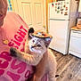 kitten, person, indoor, kitchen, refrigerator, flooring, sombrero, hat, cute, pet, animal, holding, clothing, pink_shirt, wood_floor, home, domestic, curious, feline, affection
