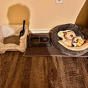 Comet joined the competition — help win amazing prizes! cat, cat_bed, plush_toy, milk_bottle_toy, litter_box, litter_scoop, food_dish, cat_food, mat, wooden_floor, beige_wall, indoor, pet_supplies, cozy, sleeping_cat, small_cat, pet_area, home, animal, domestic