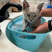 Comet joined the competition — help win amazing prizes! kitten, cat, blue_eyes, sink, water, bubbles, hands, bath, blue_basin, fur, pet, domestic_animal, curious, cautious, indoor, cleaning, animal_care, bathroom, cute, small