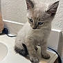 Comet joined the competition — help win amazing prizes! kitten, cat, blue_eyes, fur, animal, pet, cute, indoor, bathroom, counter, curious, small, young, whiskers, ears, tail, texture, lighting, domestic, sitting