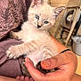 Comet joined the competition — help win amazing prizes! kitten, cat, blue_eyes, pet, human_hand, holding, indoor, furniture, shirt, person, animal, cute, small, fur, whiskers, claws, relaxed, domestic, portrait, cozy
