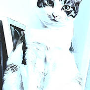 Princesse a rejoint le concours — aidez-le/la à gagner de superbes lots ! abyssinian, adult, animal, bride, canine, cat, computerhardware, dog, electronics, face, female, hardware, head, manx, monitor, person, pet, screen, wedding, woman
