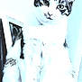 abyssinian, adult, animal, bride, canine, cat, computerhardware, dog, electronics, face, female, hardware, head, manx, monitor, person, pet, screen, wedding, woman