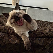 Smokey is registered to the contest to win money with this photo: cat, siamese_cat, pet, animal, feline, yawning, open_mouth, sleepy, relaxed, lying_down, paw, whiskers, pointed_ears, cream_fur, dark_face, indoor, bed, cushion, camouflage_pattern, home