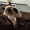cat, siamese_cat, pet, animal, feline, yawning, open_mouth, sleepy, relaxed, lying_down, paw, whiskers, pointed_ears, cream_fur, dark_face, indoor, bed, cushion, camouflage_pattern, home