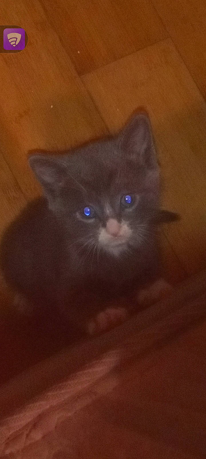 Tomato joined the competition — help win amazing prizes! carnivore, cat, domestic_short_haired_cat, electric_blue, felidae, flooring, fur, hardwood, plywood, small_to_medium_sized_cats, snout, tail, terrestrial_animal, varnish, whiskers, wood, wood_flooring, wood_stain