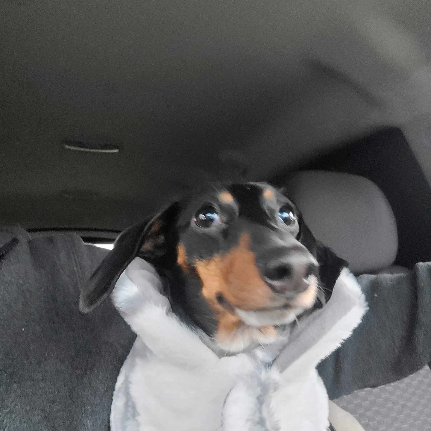 Gracie May joined the competition — help win amazing prizes! accessories, animal, beagle, belt, canine, cushion, dog, face, head, homedecor, hound, person, pet, photography, pointer, portrait, puppy, seatbelt, transportation, vehicle