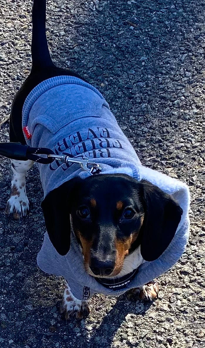 Gracie is registered to the contest to win money with this photo: canidae, carnivore, collar, companion_dog, dog, dog_breed, dog_clothes, dog_supply, electric_blue, fashion_accessory, font, hat, hunting_dog, leash, logo, scent_hound, shadow, soil, sporting_group, working_dog