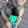 dog, german_shepherd, wet_fur, water, river, outdoors, animal, pet, portrait, close_up, green_toy, chew_toy, dog_tag, collar, leash, pointed_ears, black_and_tan, standing, reflection, playful