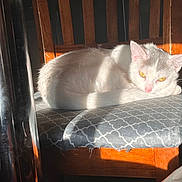 Harley joined the competition — help win amazing prizes! cat, white_cat, chair, cushion, sunlight, shadow, wooden_chair, indoor, pet, fur, yellow_eyes, relaxed, resting, animal, domestic, cozy, quiet, morning_light, patterned_fabric, closeup